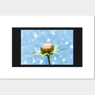 Cosmos Flower Bud Posters and Art